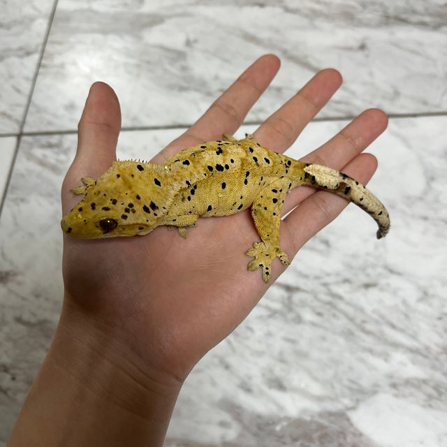 달마시안