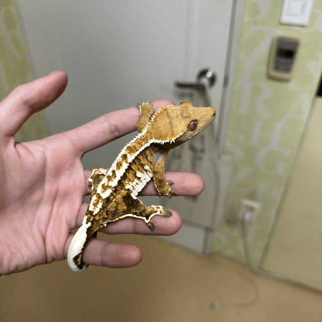 텐저린 트라이 익스트림할리퀸