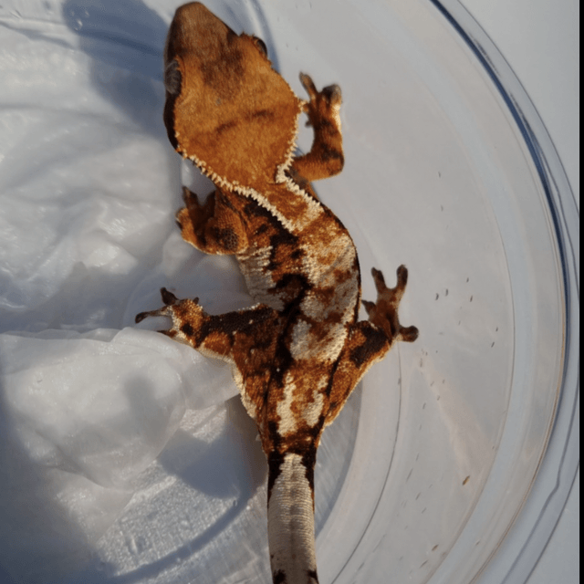 트라이 익스트림할리퀸 텐저린