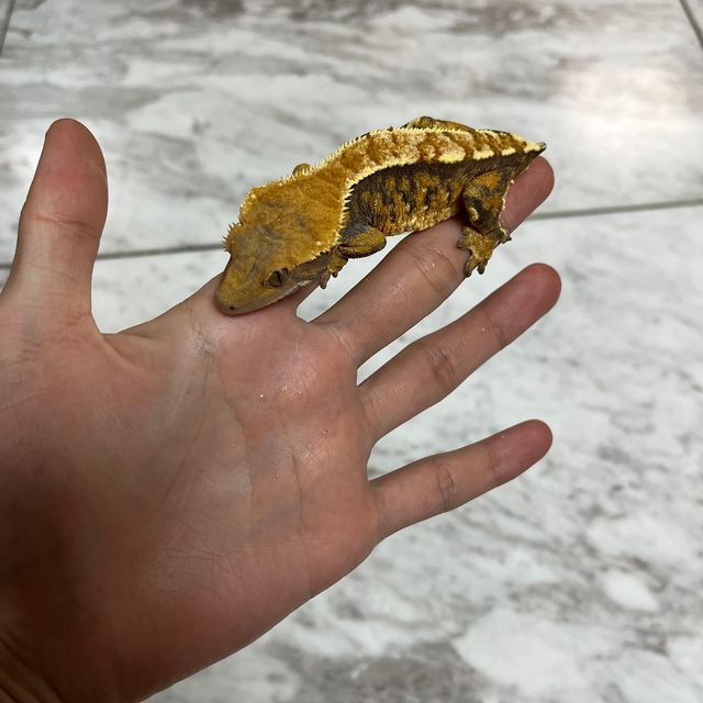 트라이 텐저린