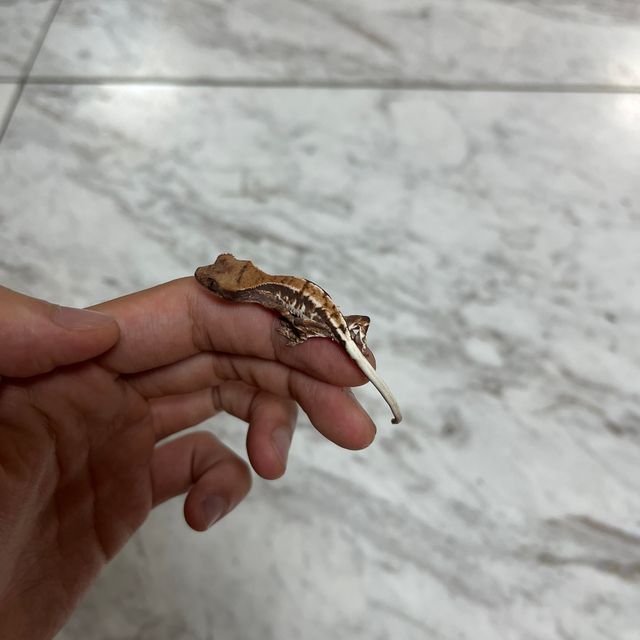 프라푸치노