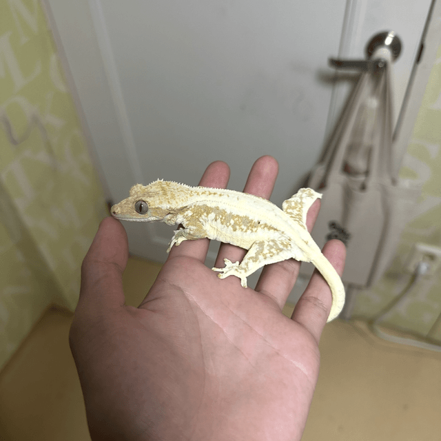 릴리100%헷아잔틱