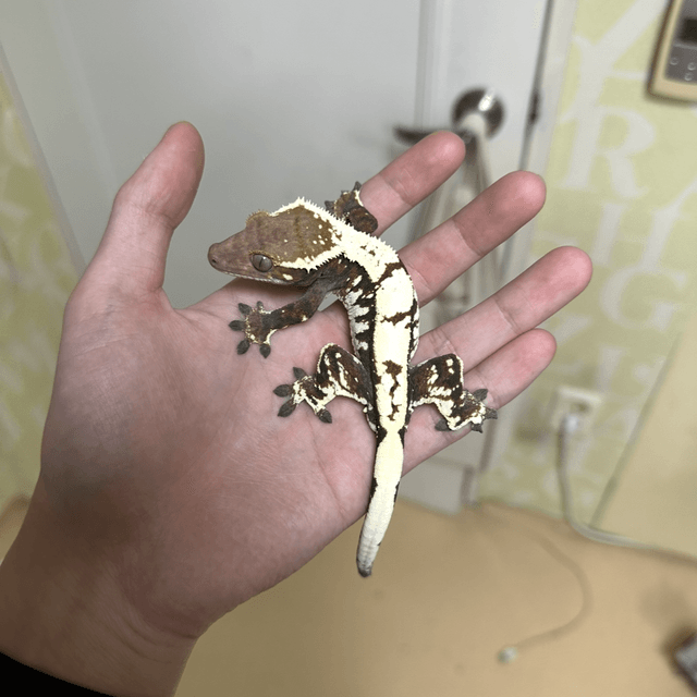 세이블 화이트 화이트핀