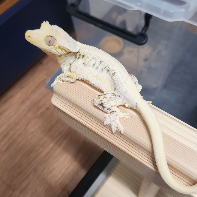 릴리화이트 솔리드백