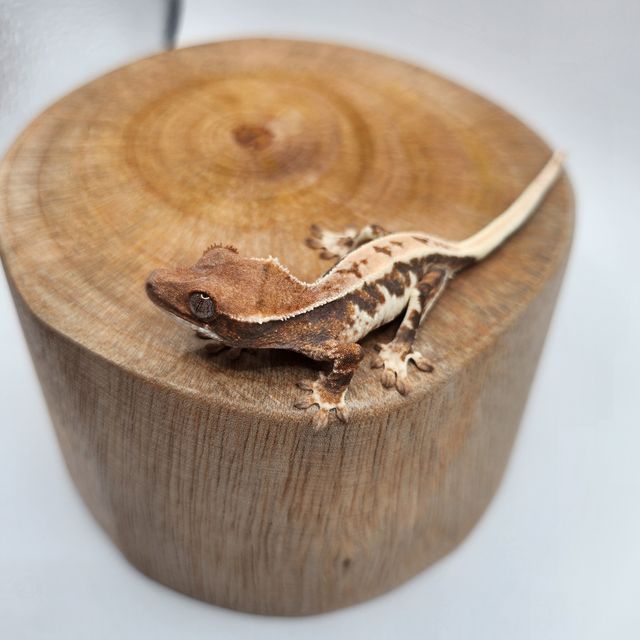 세이블 릴리화이트