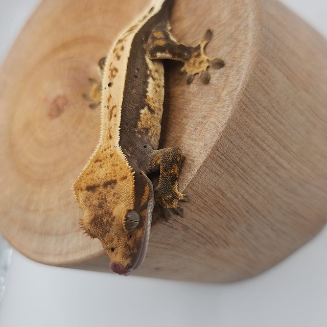 100%헷아잔틱 풀핀 쿼드