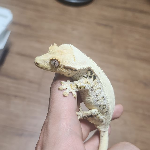 릴리화이트 솔리드백