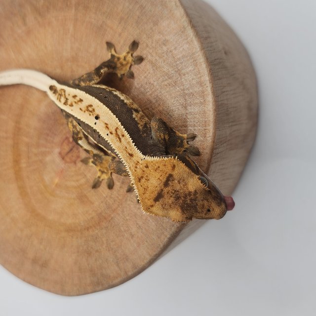 100%헷아잔틱 풀핀 쿼드