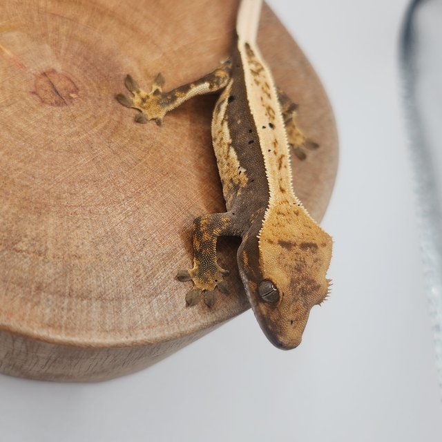 100%헷아잔틱 풀핀 쿼드