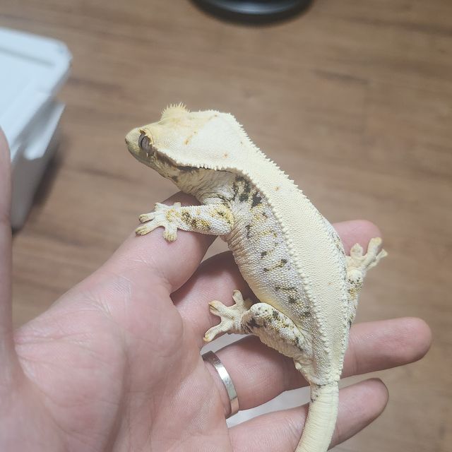 릴리화이트 솔리드백