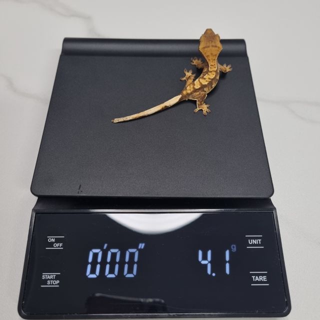 노멀 익스트림할리퀸