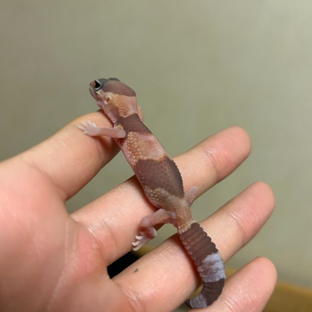 아멜라니스틱