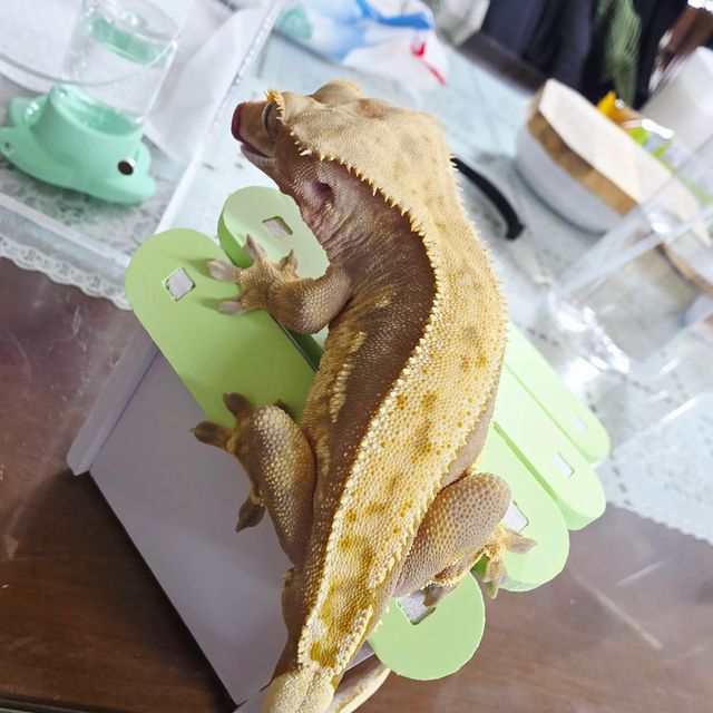 노멀 쿼드