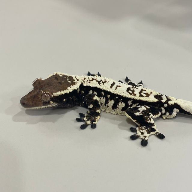 트라이 카푸치노