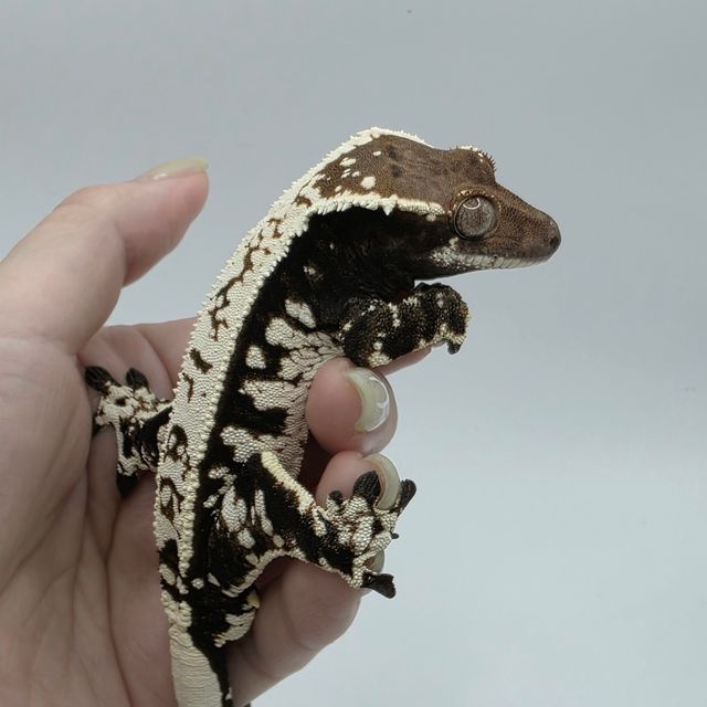 트라이 카푸치노