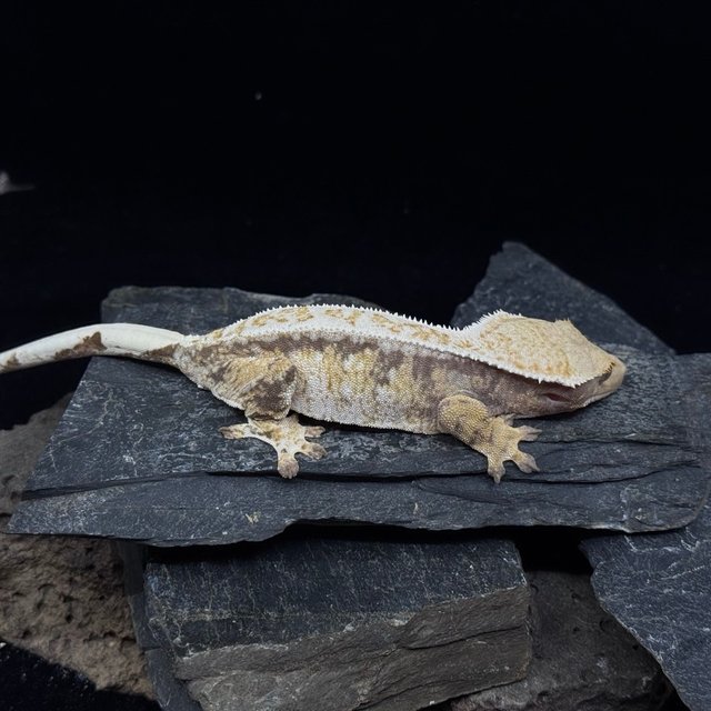 노멀 트라이 드리피