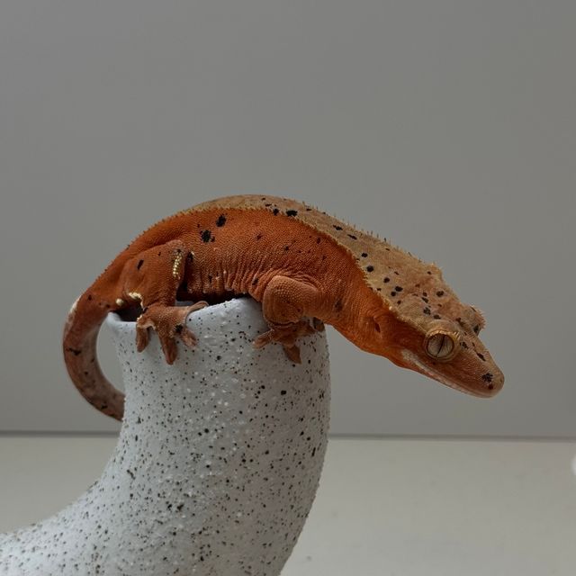 슈퍼달마시안 레드