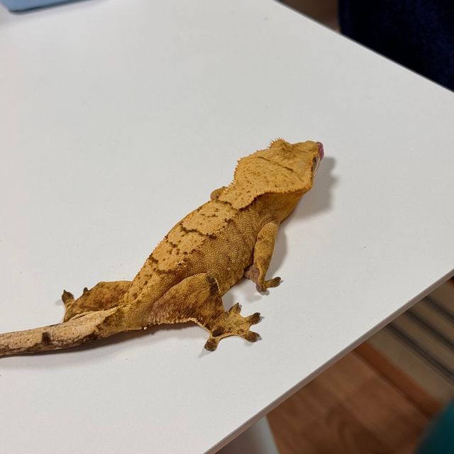 옐로우 브린들