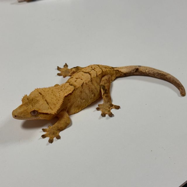 옐로우 브린들
