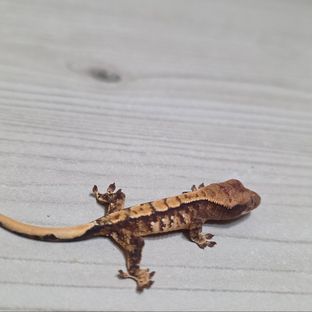 트라이