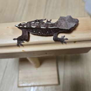 아잔틱