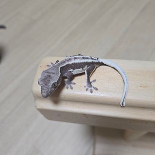 릴잔틱