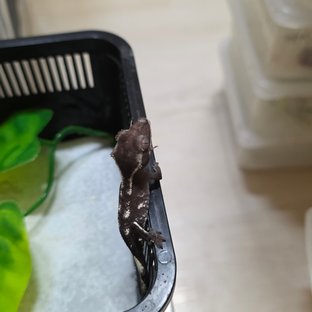 세이블 아잔틱