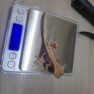 릴리화이트 레드