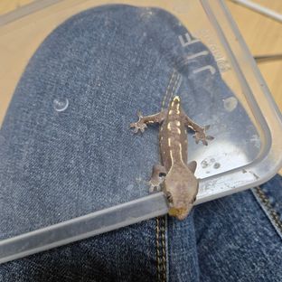아잔틱