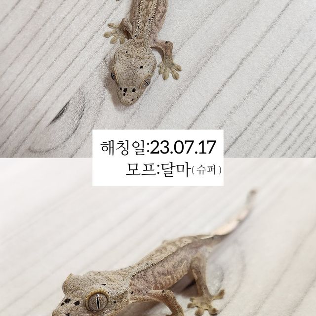 슈퍼달마시안