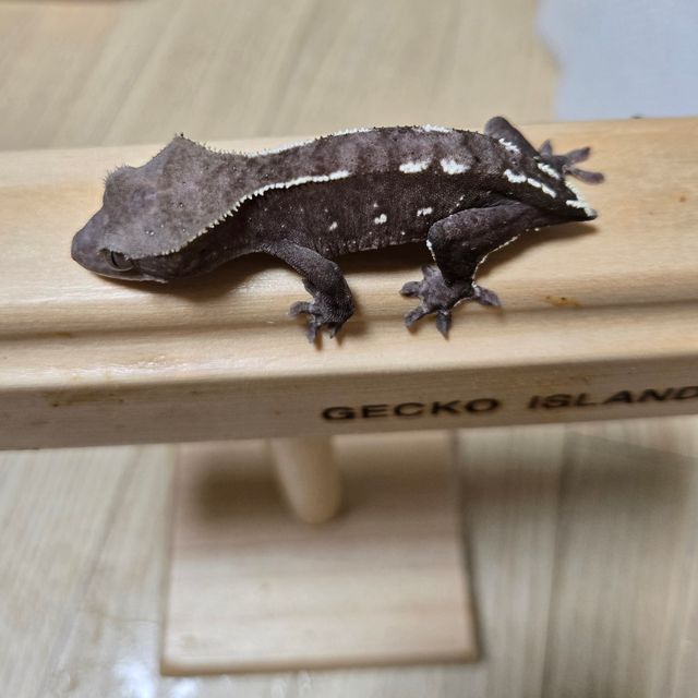 아잔틱