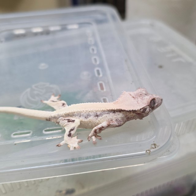 세이블 릴리화이트