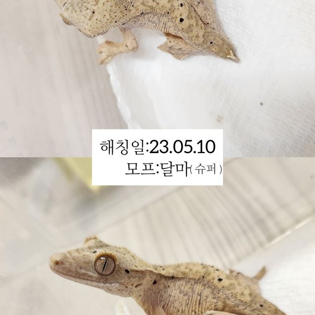 슈퍼달마시안