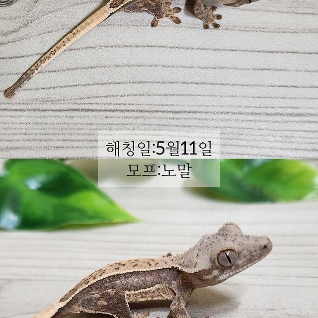 노멀