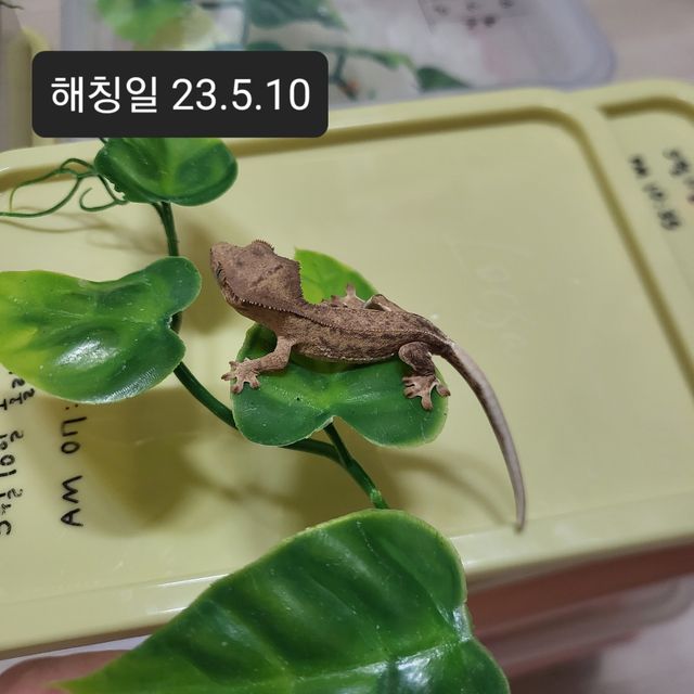 팬텀