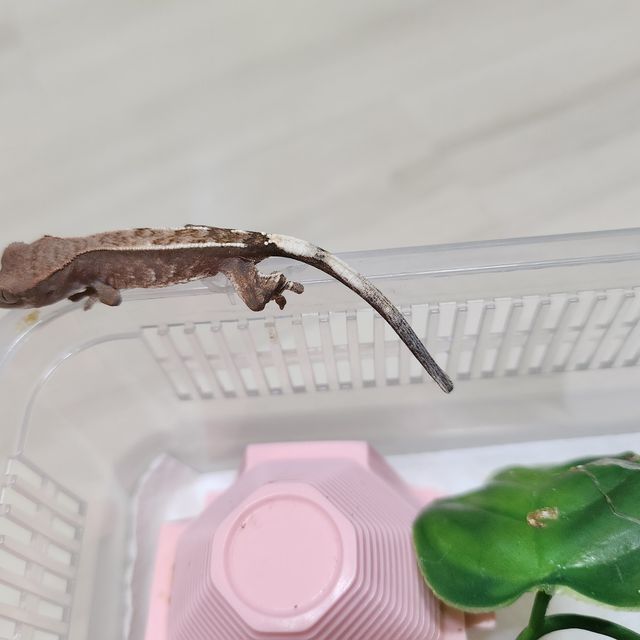 카푸치노