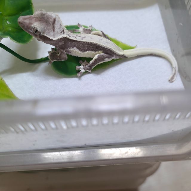 릴잔틱