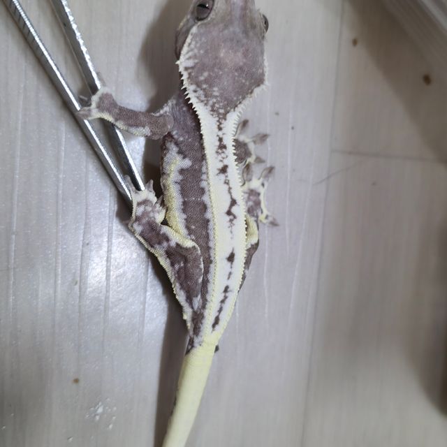 릴잔틱