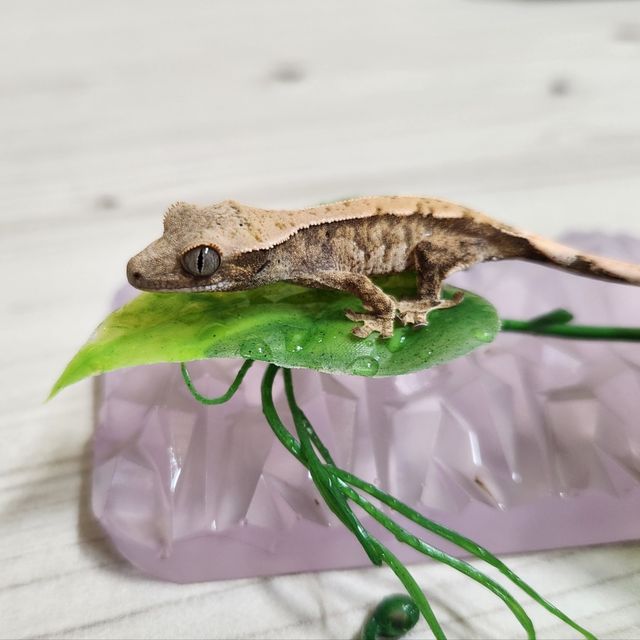 트라이