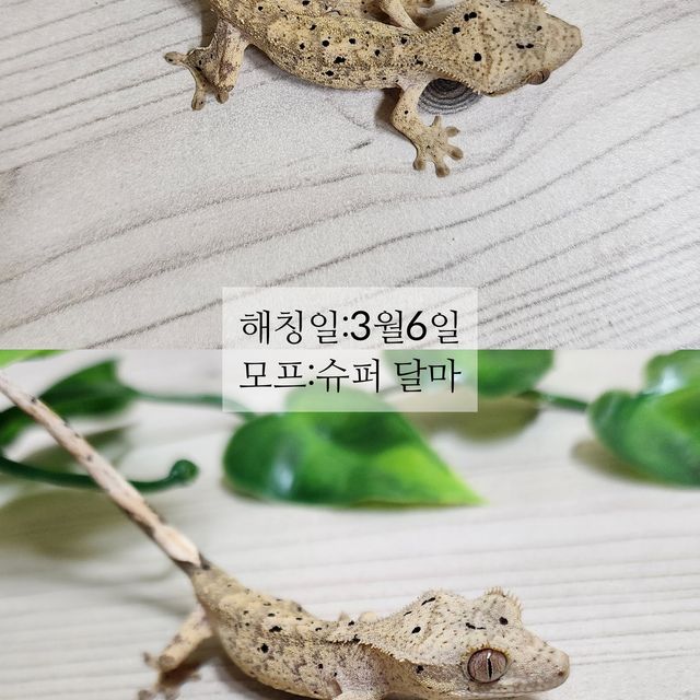 슈퍼달마시안