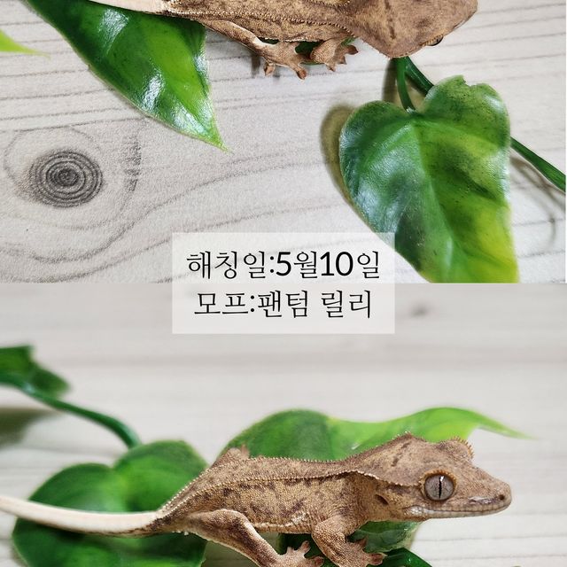 팬텀 릴리화이트