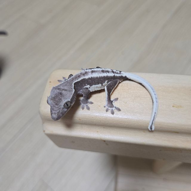 릴잔틱