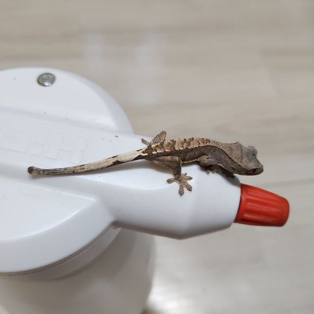 카푸치노