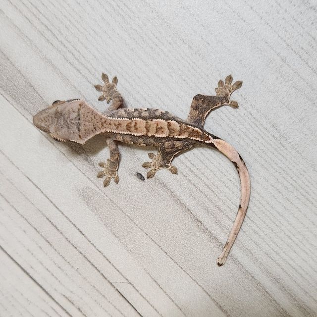 트라이