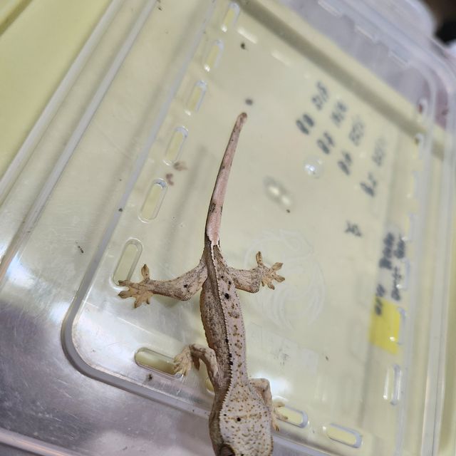 슈퍼달마시안