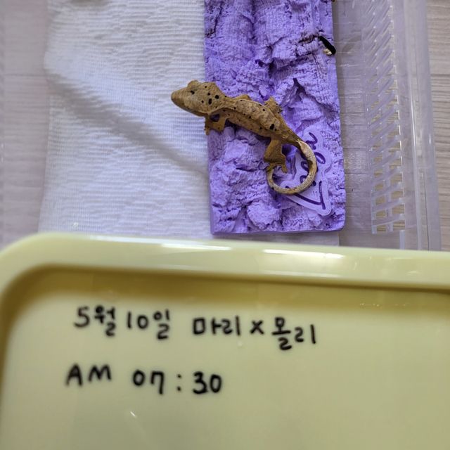 슈퍼달마시안