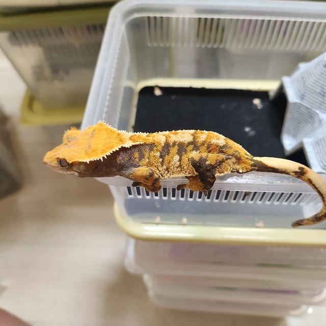 트라이