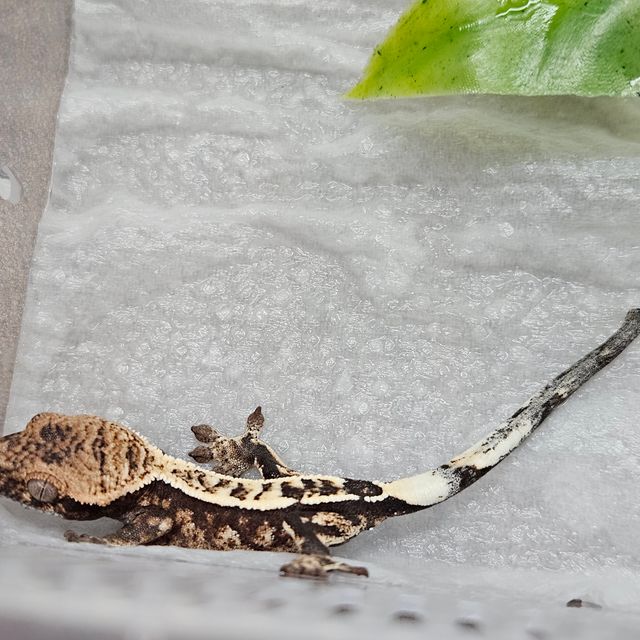 세이블 100%헷아잔틱