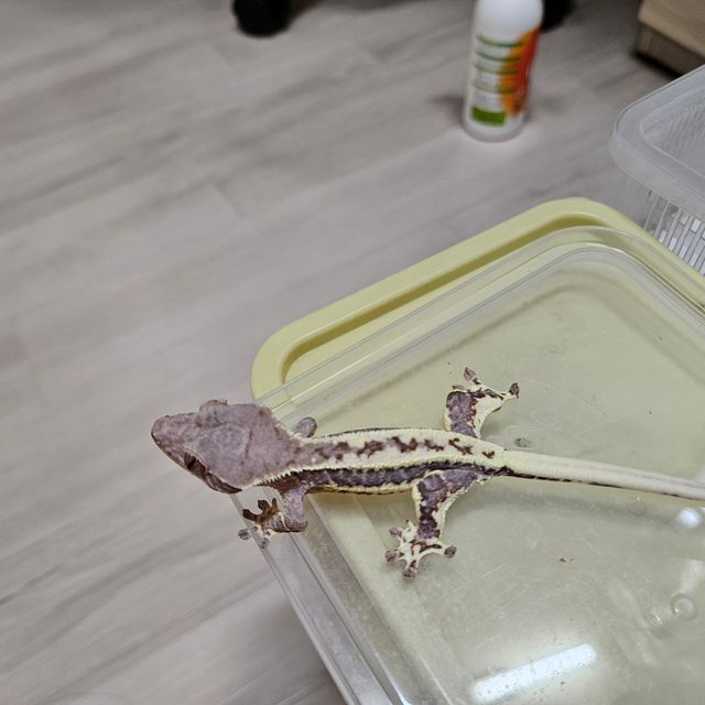 프라푸치노