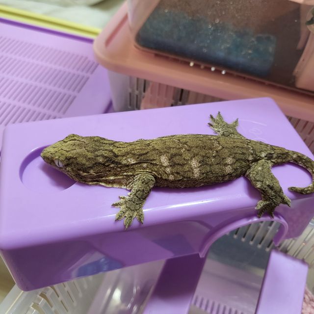 누아미